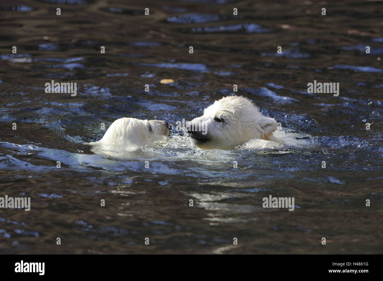 Eisbären, Ursus Maritimus, junge Tiere im Wasser, Stockfoto