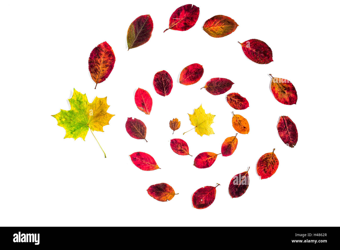 Spirale der Herbst Blätter isolierten auf weißen Hintergrund Stockfoto