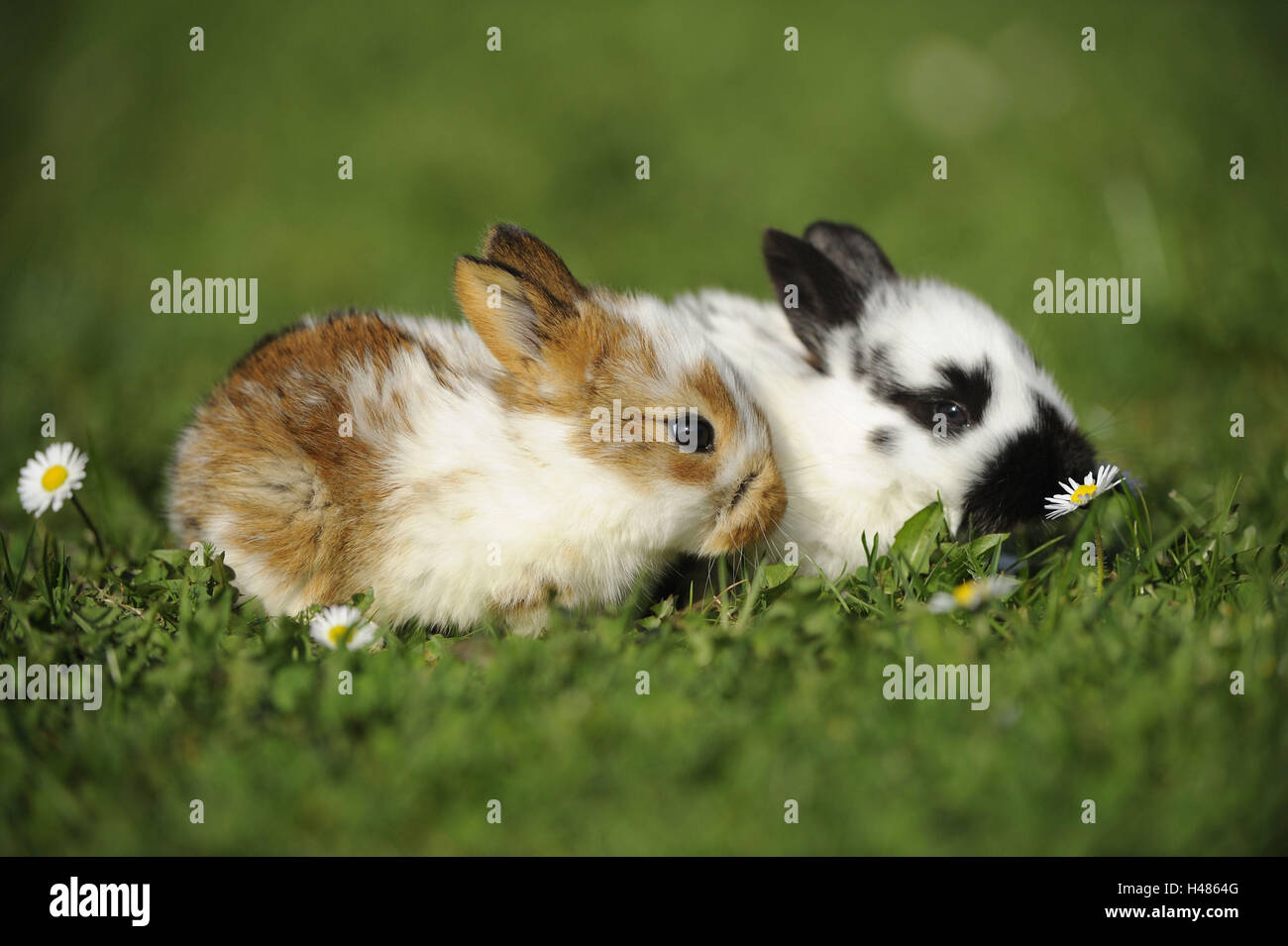 Hauskaninchen, Oryctolagus Cuniculus Forma Domestica, Jungtiere, Stockfoto