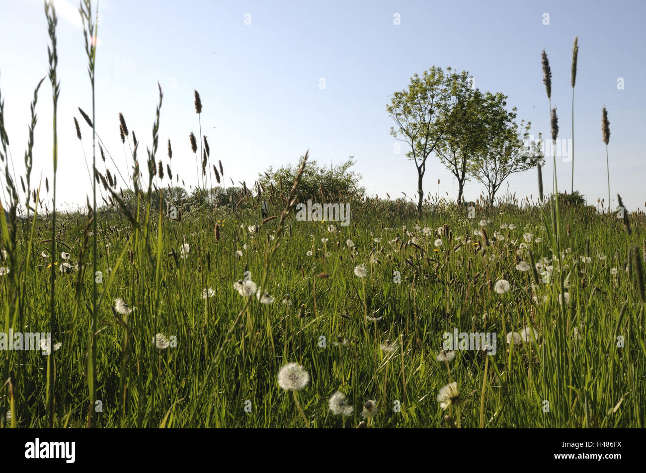 Deutschland, Altes Land, Wiese, Rasen, Rittersporn, Bäume, Rasen, Stockfoto