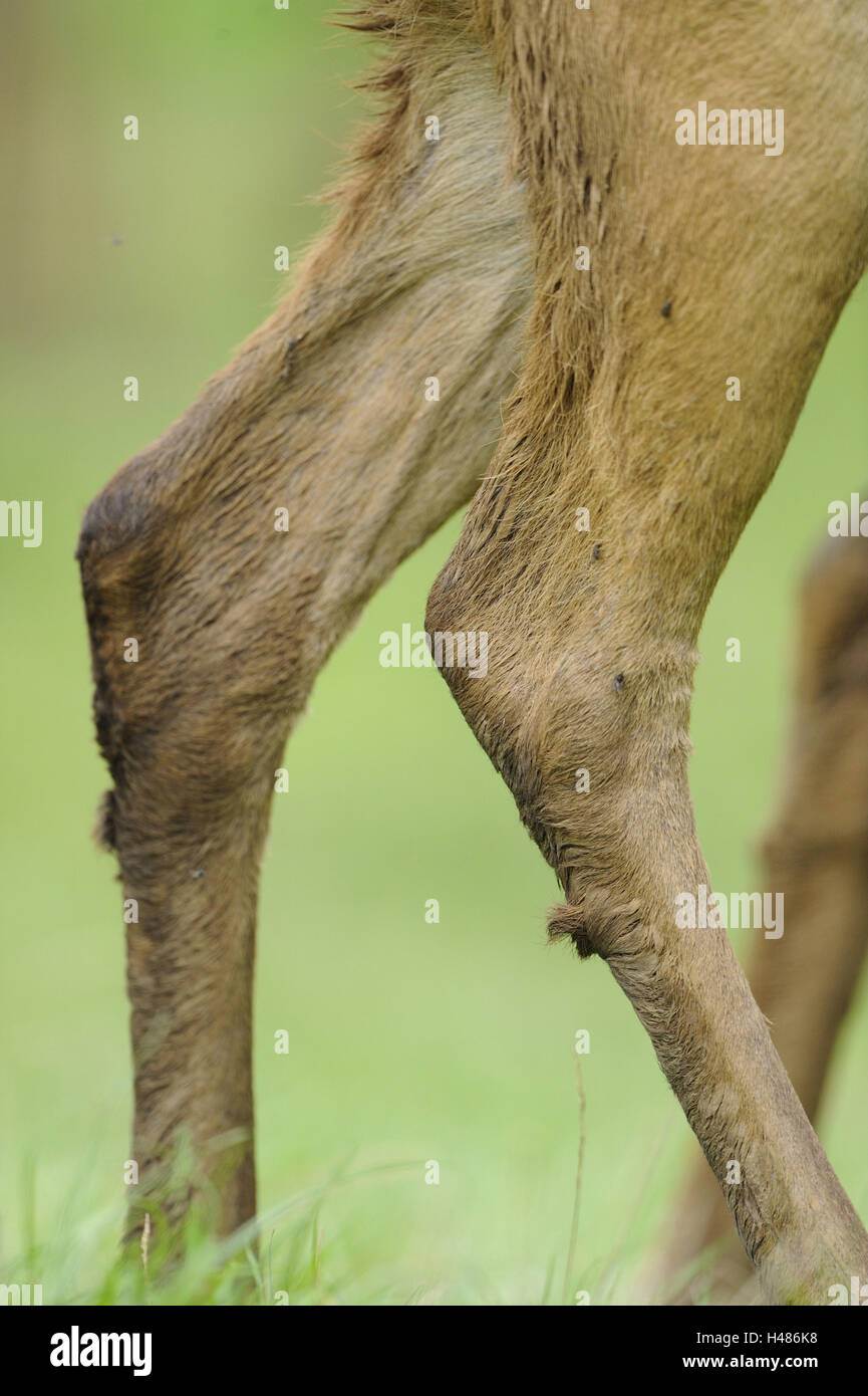 Rothirsch, Cervus Elaphus, Hinterbeine, stehend, Seitenansicht, Detail, Stockfoto