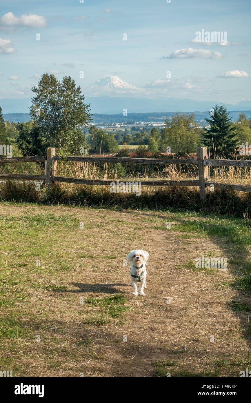 Ein kleiner weißer Hund ist freundlich. Mount Rainier ist im Hintergrund. Stockfoto