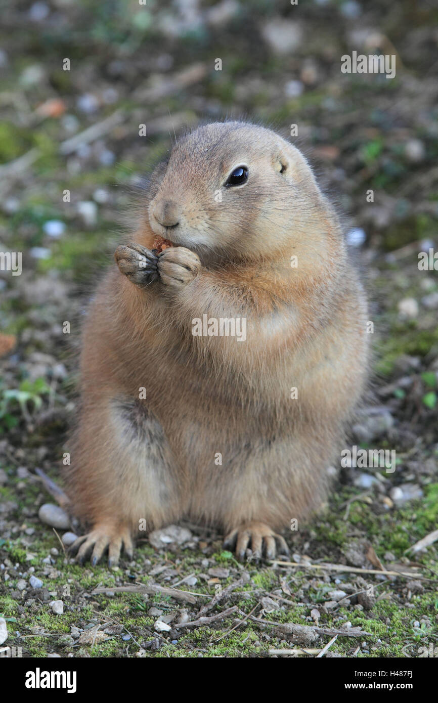 Schwarzen Schweif Präriehund Stockfoto