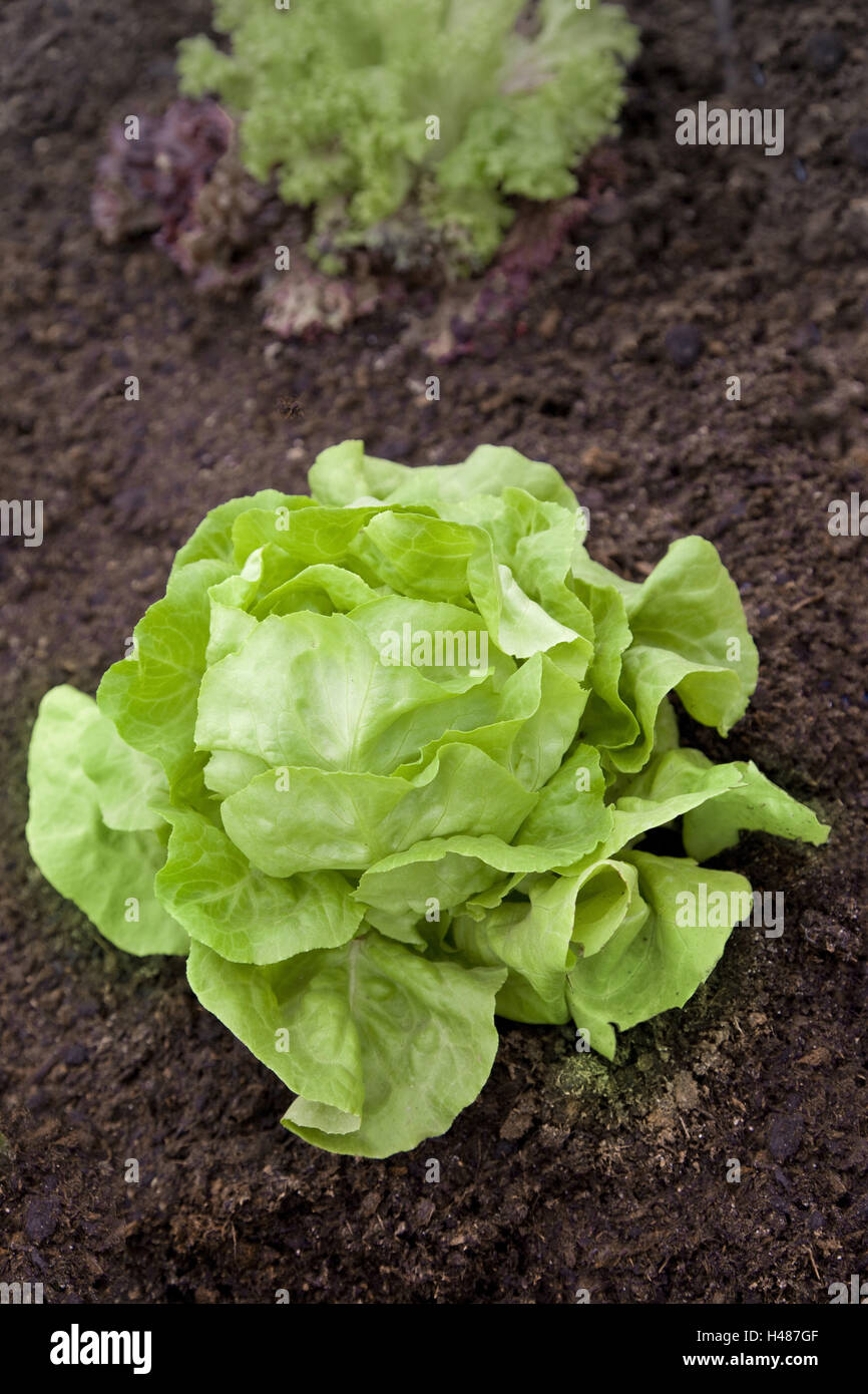 Patch, Garten Salat, Salat, Salat, Salat, grün, Gemüse, Boden, reich an Vitaminen, Ernährung, Essen, Essen, Essen, vegetarisch, Rohkost, frisch, Stockfoto