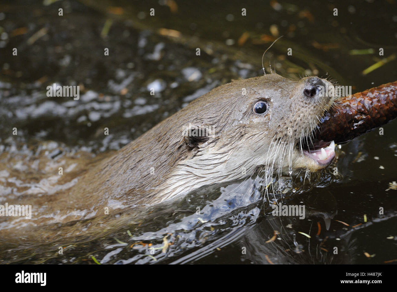 Eurasische Fischotter Lutra Lutra, Porträt, Stockfoto