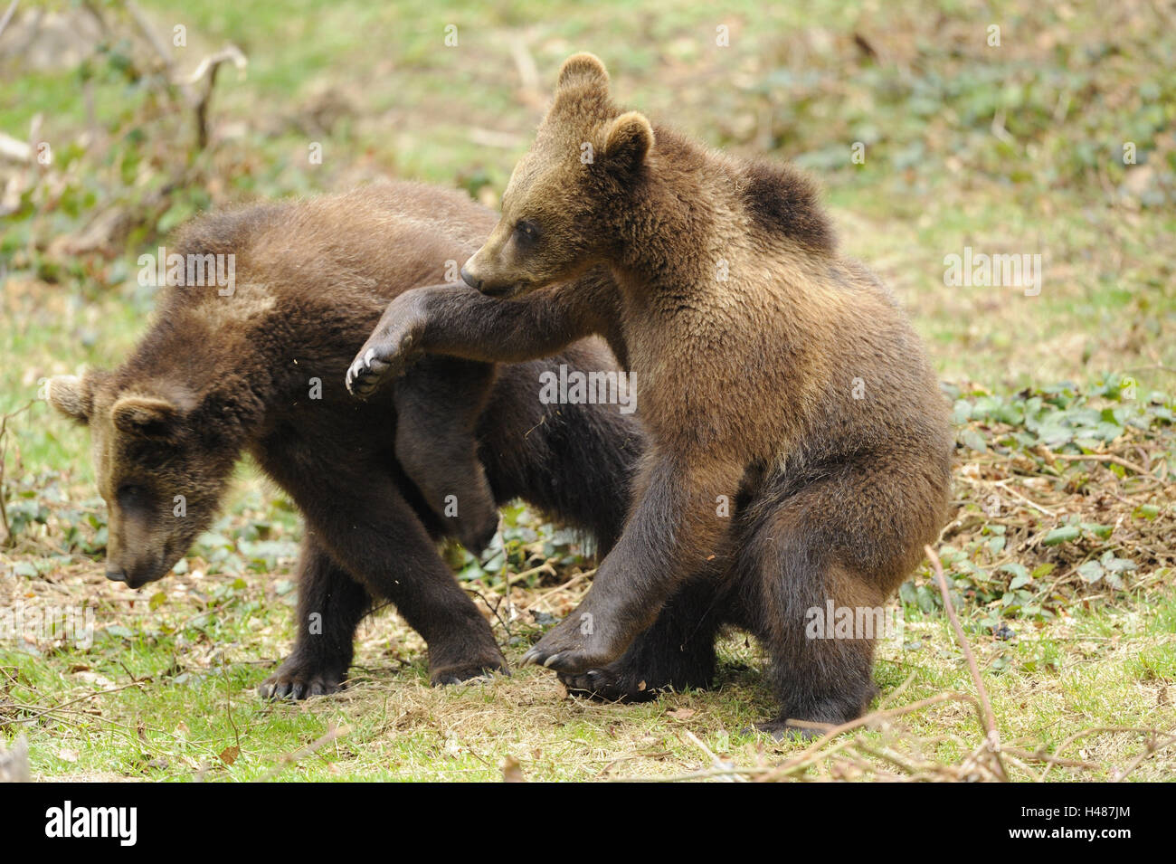 Europäische Braunbären, Ursus Arctos Arctos, junge Tiere, spielen, Stockfoto