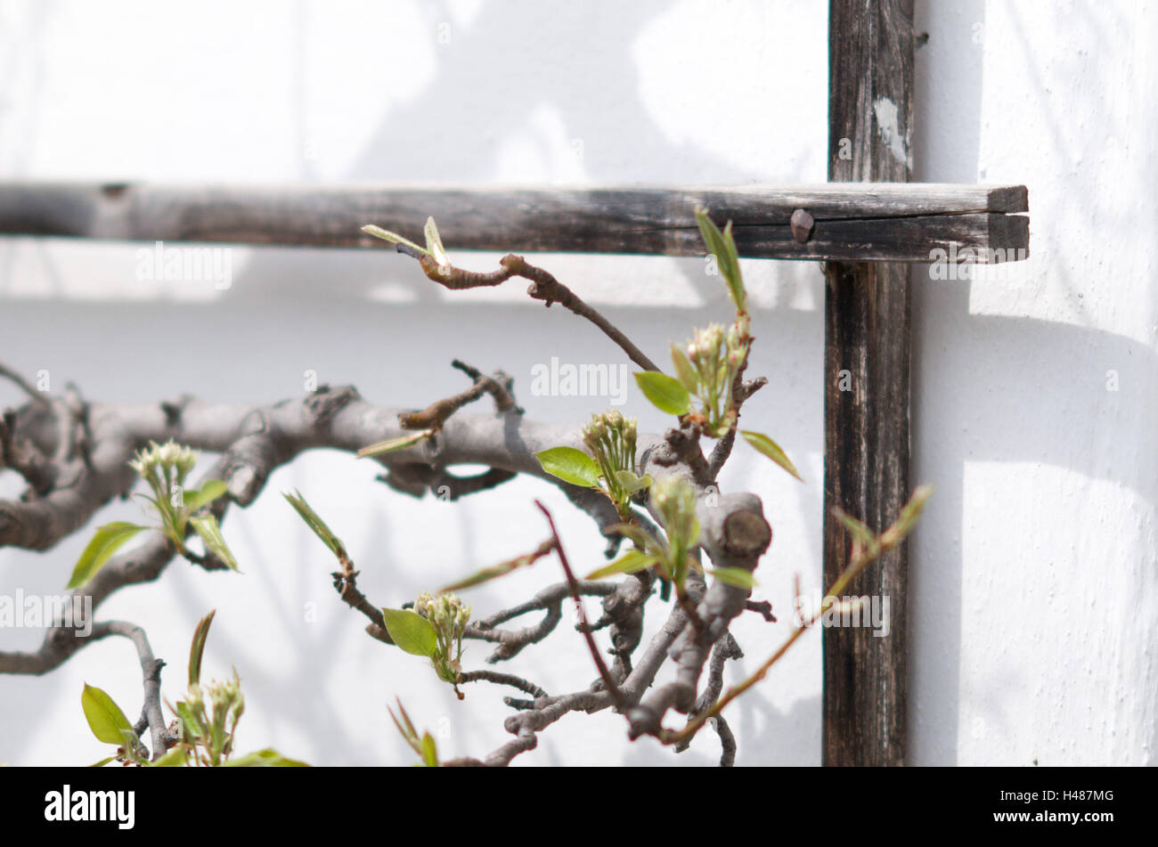 Birnbaum, Rankgitter, Außenwand, Detail, Stockfoto