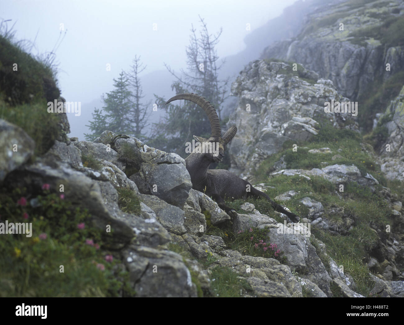 Schweiz, Berner Oberland, niedrige Horn, Alp Steinbock, Capra Ibex, Männlein, ruhend, Stockfoto