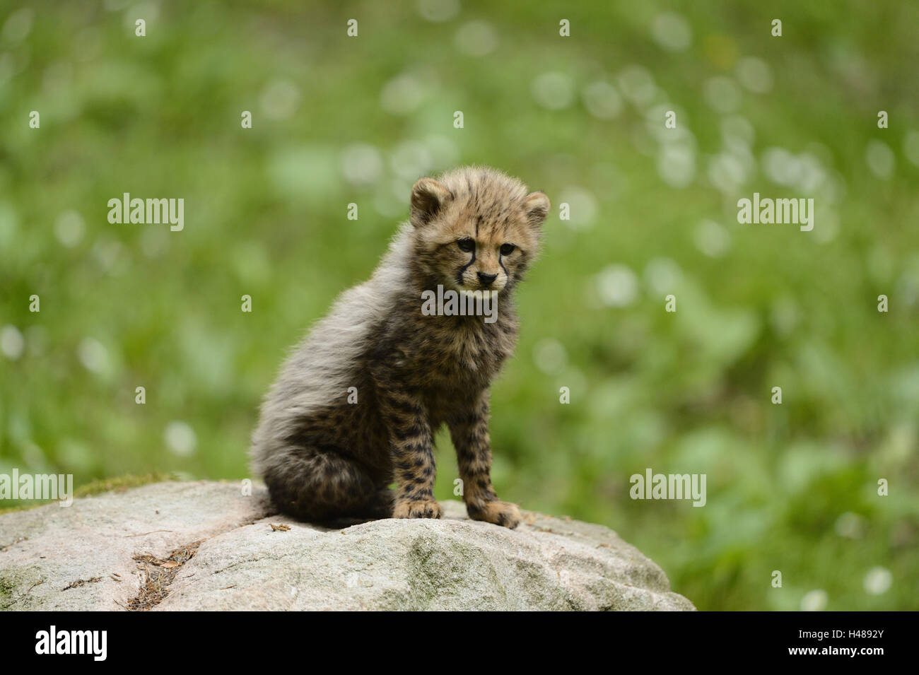 Südafrikanischer Gepard Acinonyx Jubatus Jubatus, Jungtier, Blick in die Kamera, Stockfoto