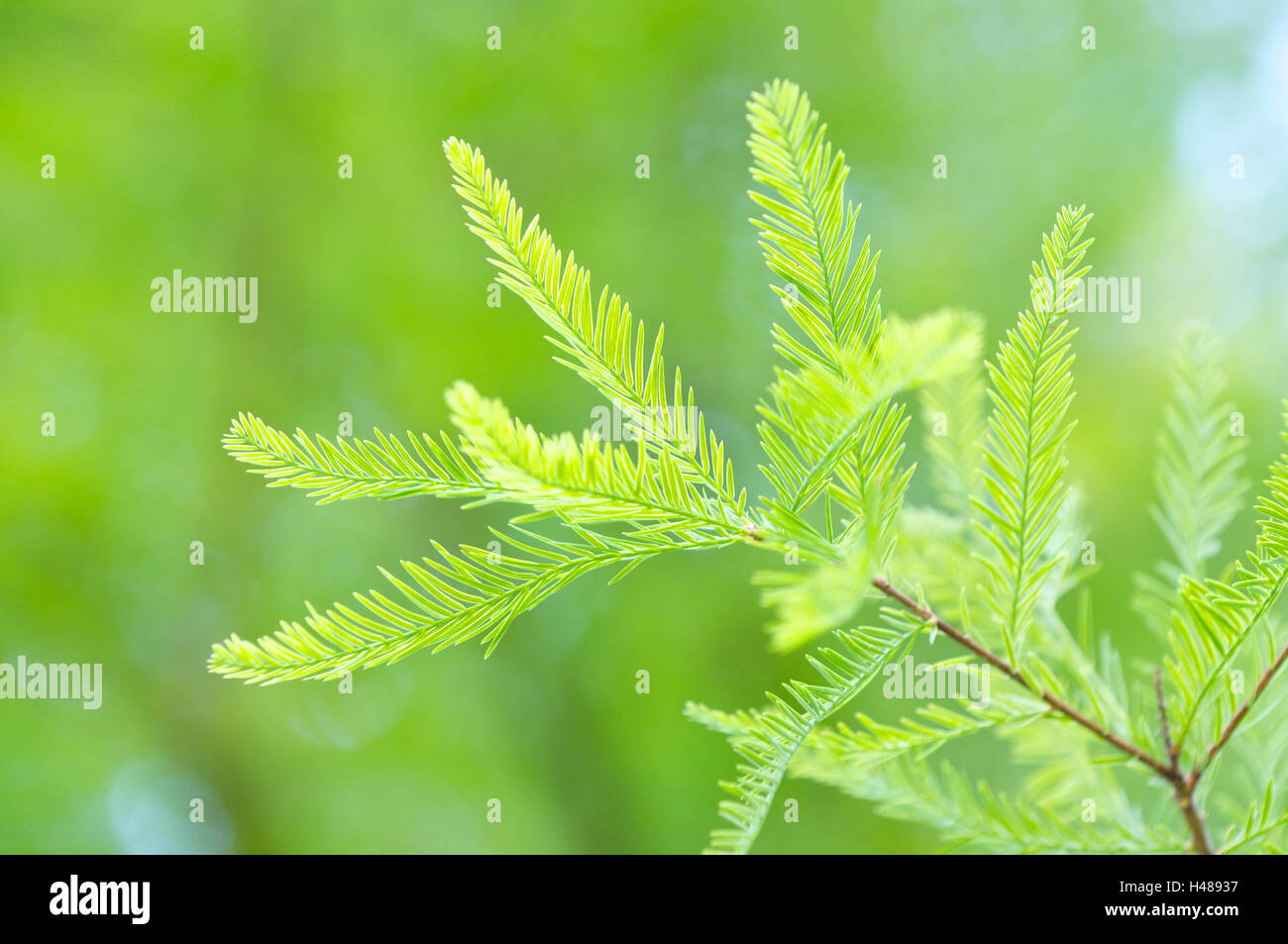 Sumpfzypresse, Taxodium Distichum, Zweig, Stockfoto