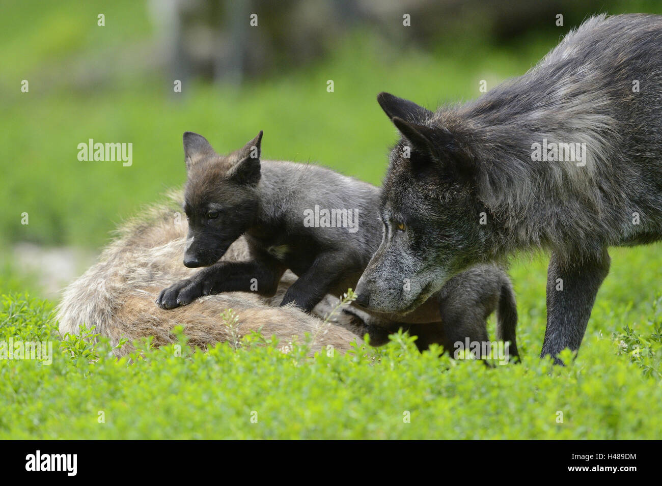 Eastern Timber Wolf, Canis Lupus LYKAON, Welpen, Wiese, Seitenansicht, Stockfoto