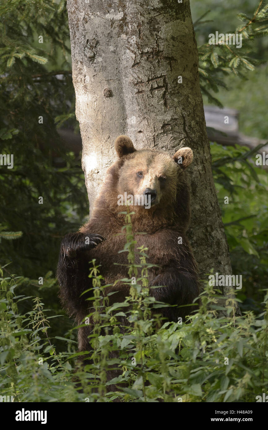 Brauner Bär, stehend, Rüssel, Rücken kratzen, Stockfoto