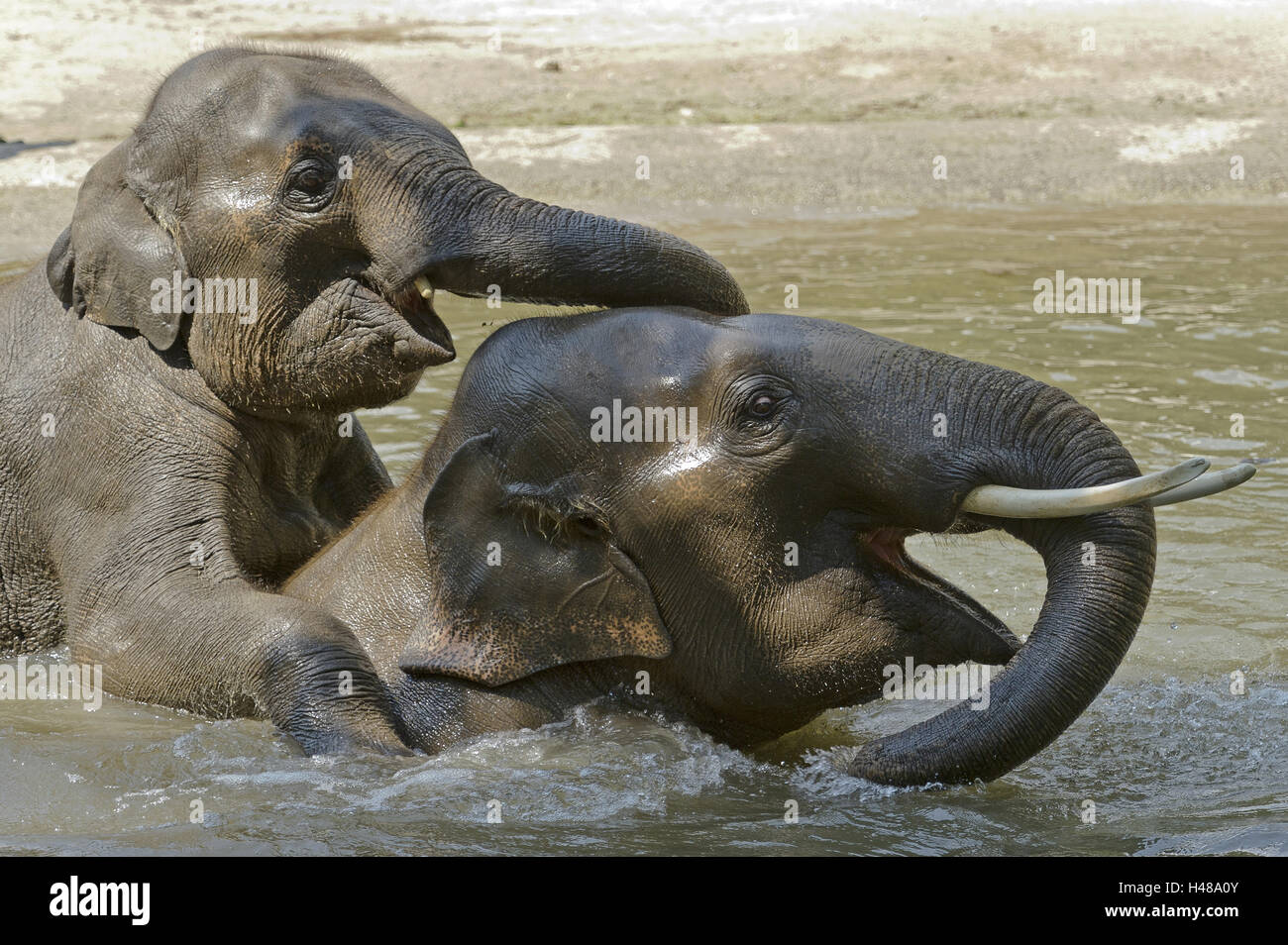 Baby-Elefanten spielen im Wasser, Stockfoto