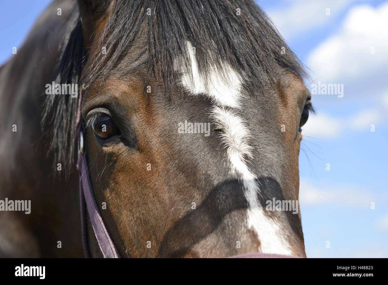 Pferd, Portrait, Detail, Rückfahrkamera, Stockfoto