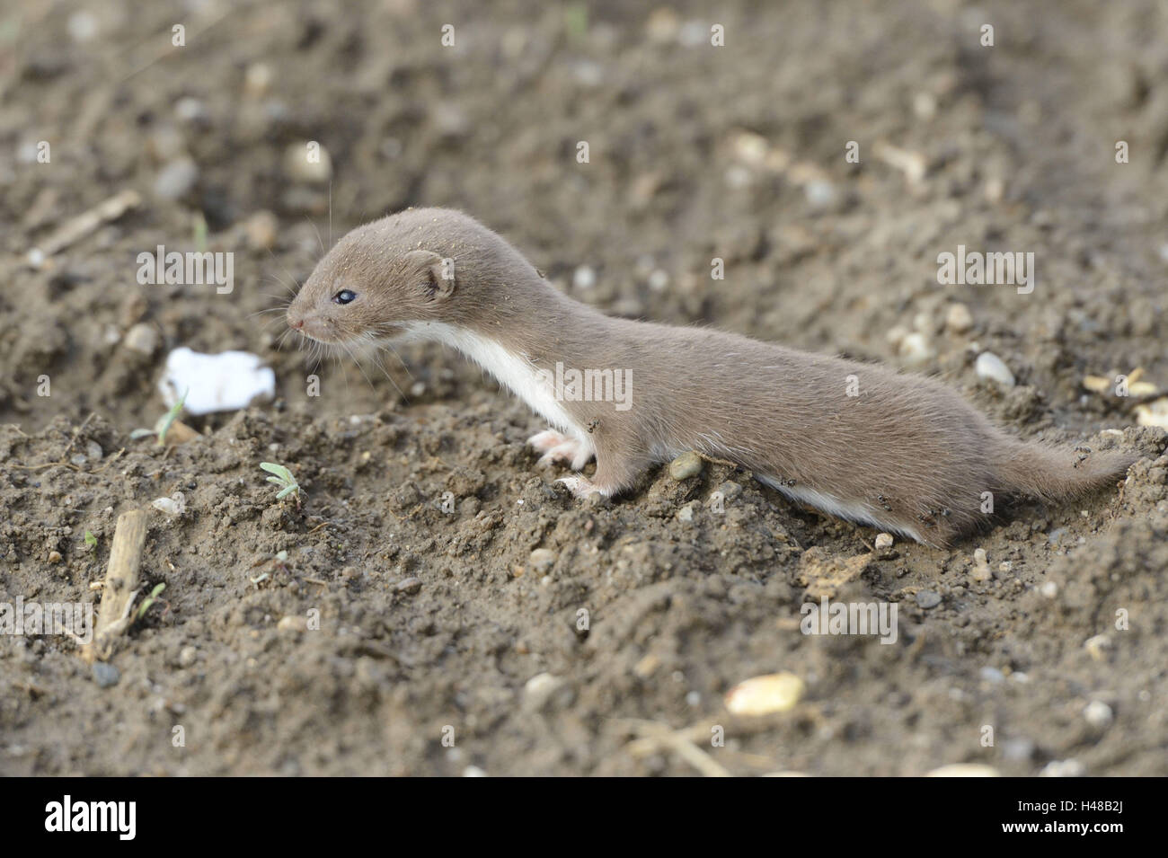 Zumindest Wiesel Mustela Nivalis, Jungtier, Feld, Seitenansicht, stehend, Stockfoto