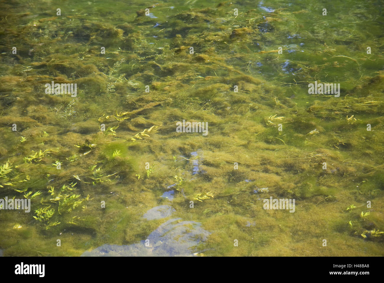 Fluss-Detail, Wasser, Algen, grünen, Frankreich, Sorgue, Natur, Pflanzen,  Wasser Pflanzen, flach, Wachstum, Ebene, Ökosystem, Algen Wachstum,  Hintergrund, Textfreiraum, Biotop, Strukturen, Strömung Stockfotografie -  Alamy