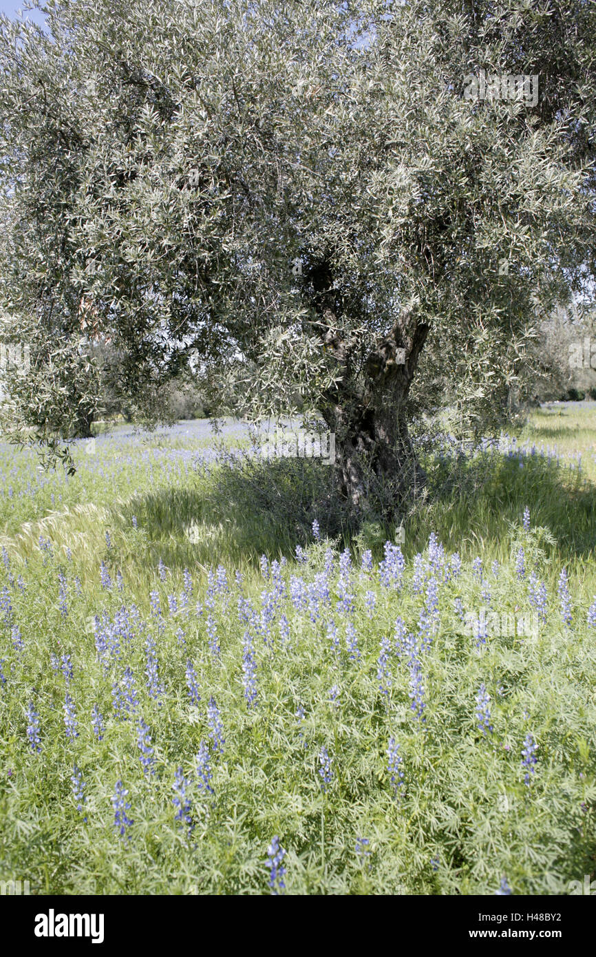 Spanien, Olivenbaum, Blumenwiese, Frhling, Natur, Landwirtschaft, Anbau,  Oliven, Nutzpflanzen, Kulturpflanzen, Baum, breitblttrigen Baum, Olivenbaum,  Blumen, blau, Blte, Frhling Wiese, Saison, frhlingshafte, niemand,  Natur, Ruhe, Idylle ...