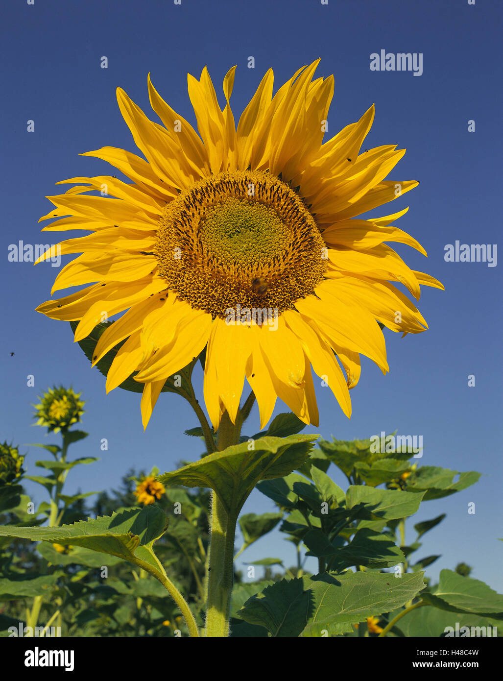 Sonnenblume, Helianthus Annuus, Biene, Deutschland, Schleswig - Holstein, Schmilau, Sonnenblumenfeld, field, Blume, Helianthus, Blüte, Blüte, gelb Glanz, Natur, Tier, Nektar, Bestäubung, Himmel, blau, Stockfoto