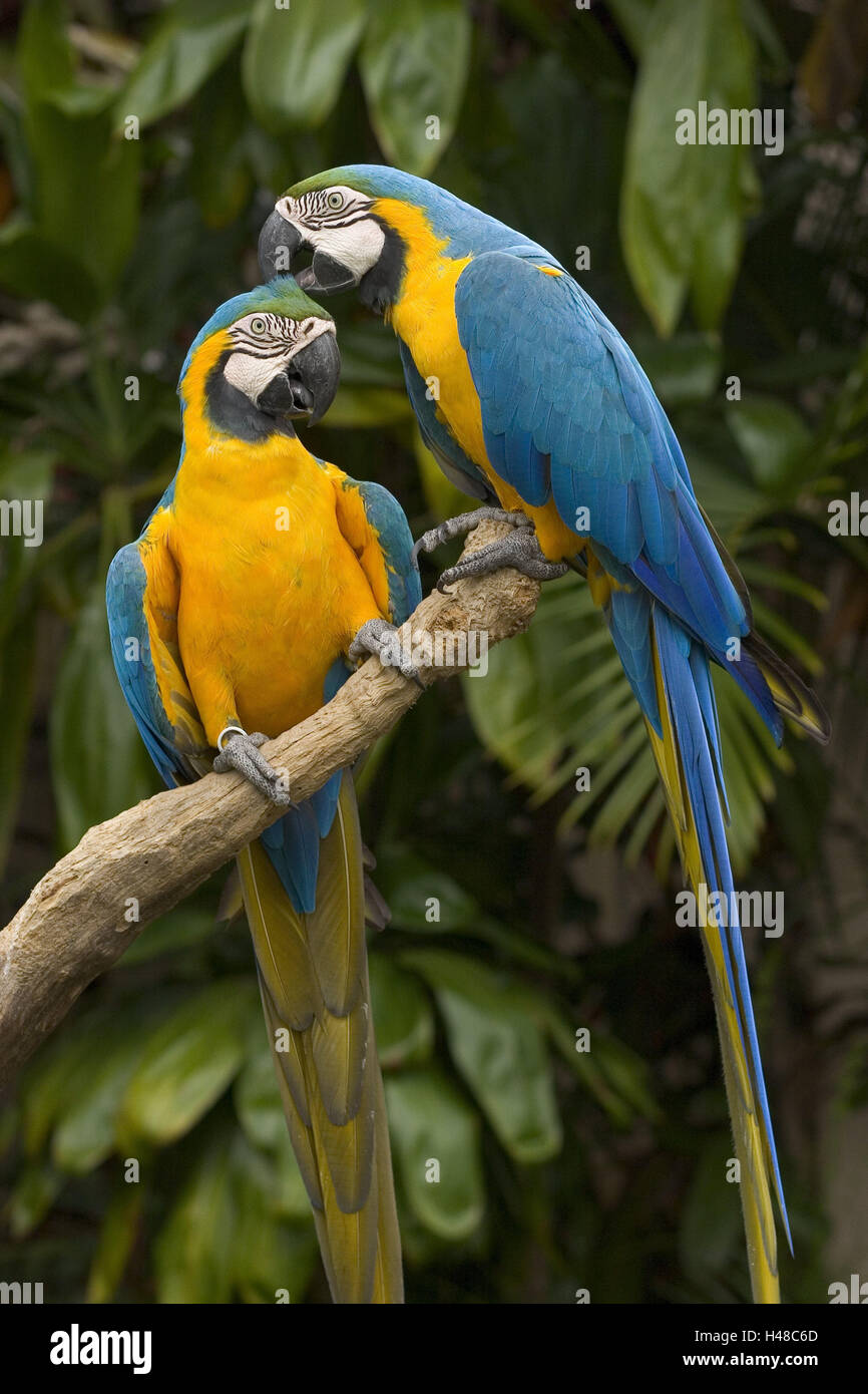 Brasilien, Vogelpark Iguacu, Zweig, Gelbbrustara, Ara Ararauna, Gefieder Pflege, Südamerika, Tierwelt, Tiere, Vögel, Papageien, Papageien, Psittacidae, Federn, gelb, blau, exotische, tropische, Verhalten, Sozialverhalten, Stockfoto