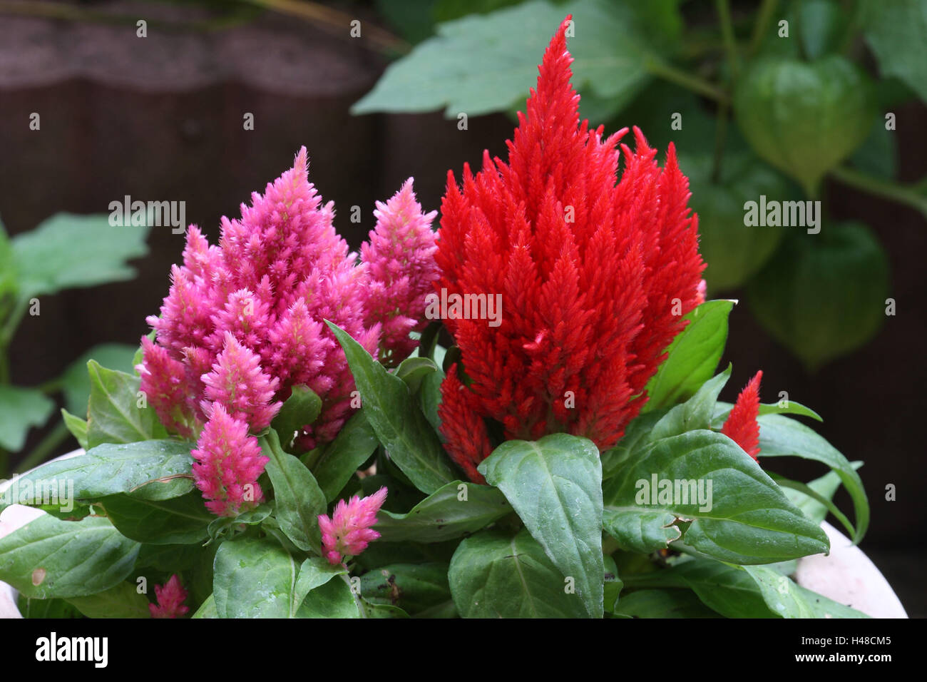 Zierpflanzen, Celosia, Stockfoto