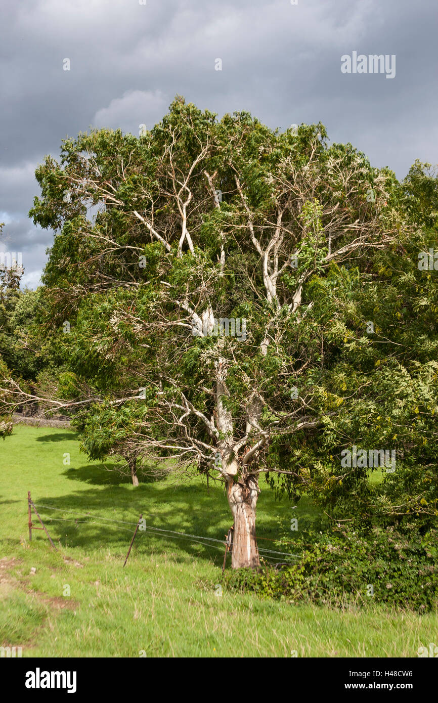 Eukalyptus-Baum im Sonnenschein Stockfoto