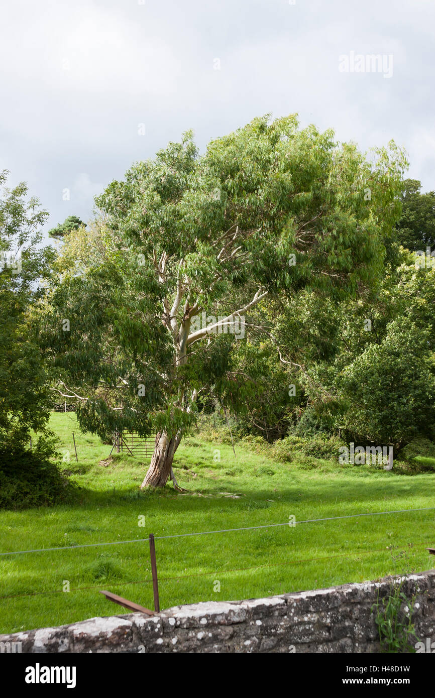 Eukalyptus-Baum im Sonnenschein Stockfoto