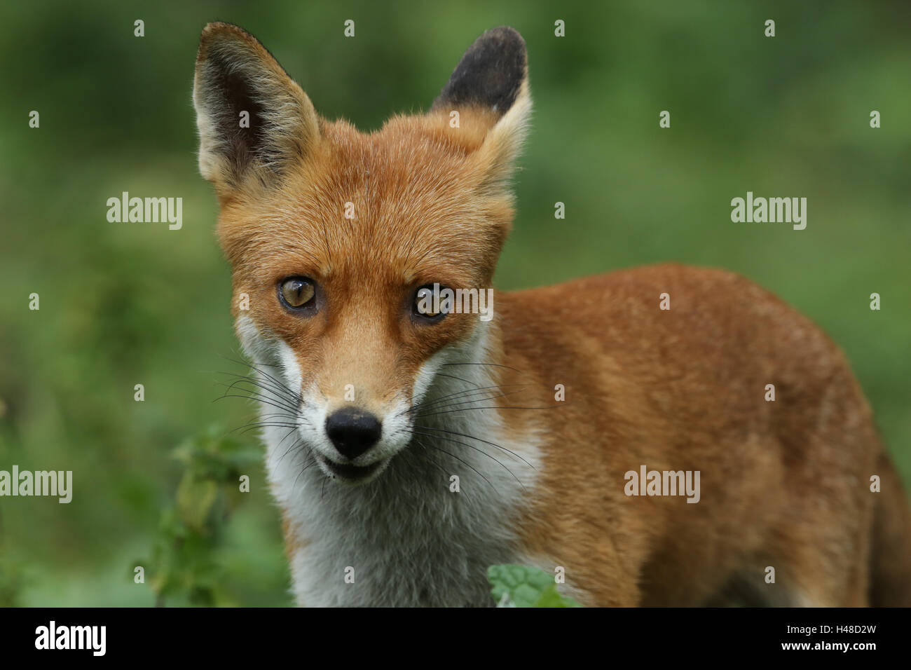 Ein Jagd-Fuchs (Vulpes Vulpes). Stockfoto