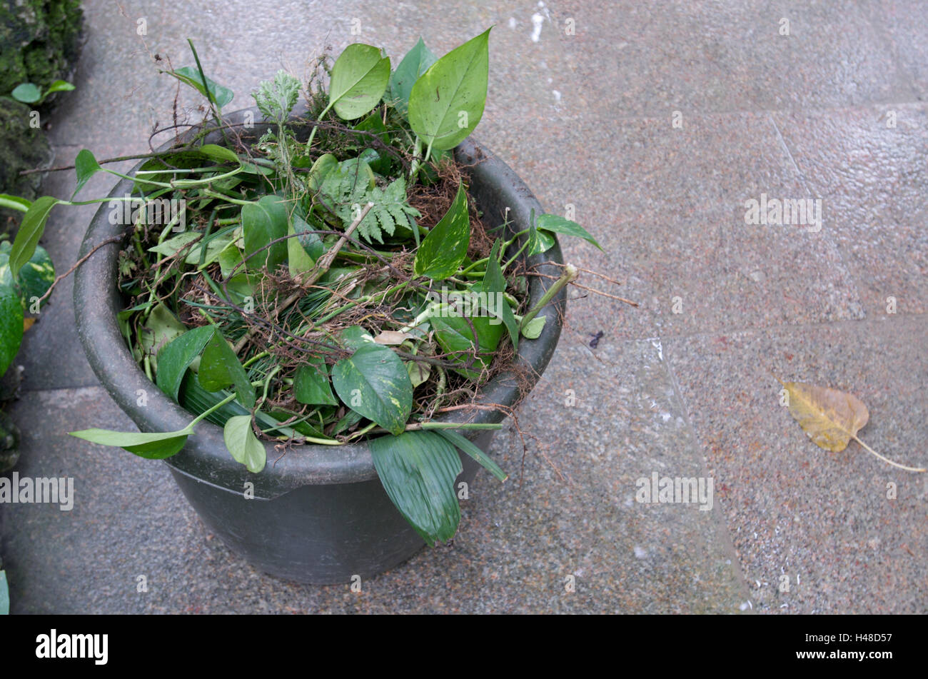 Eimer mit Gartenabfällen, Stockfoto