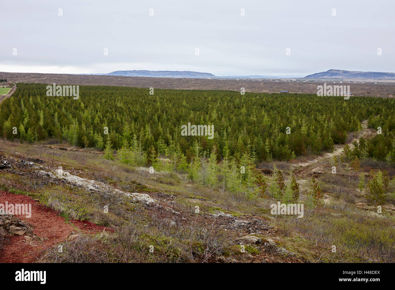Blick auf die Caldera, gepflanzten Kiefern Wald und Lava-Felder der Kerid Vulkan Region southern Island Stockfoto