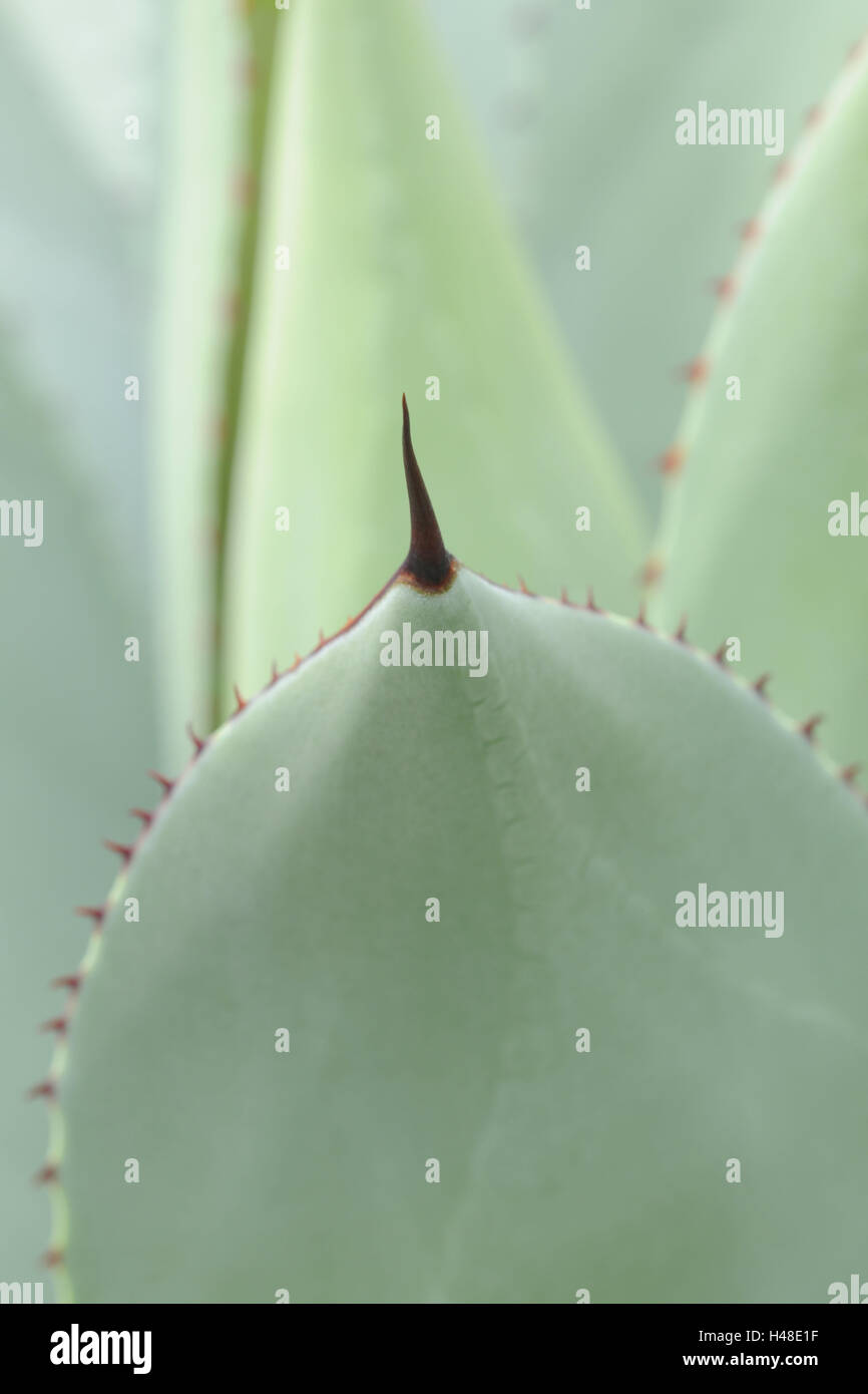 Agave, Agave Parryi, mittlere Nahaufnahme Stockfoto