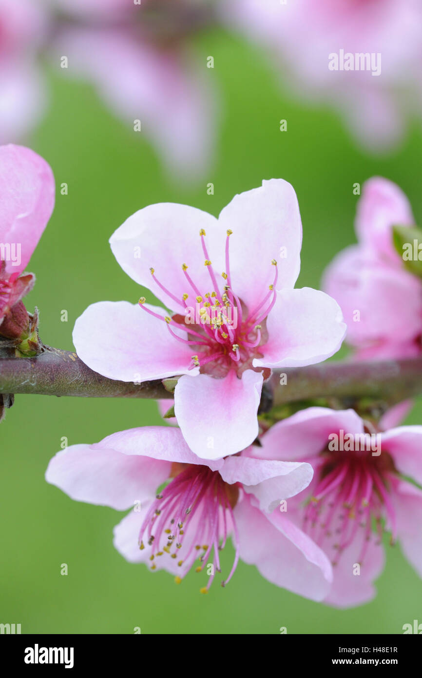 Pfirsich-Baum, Ast, Blüten, Detail, Stockfoto