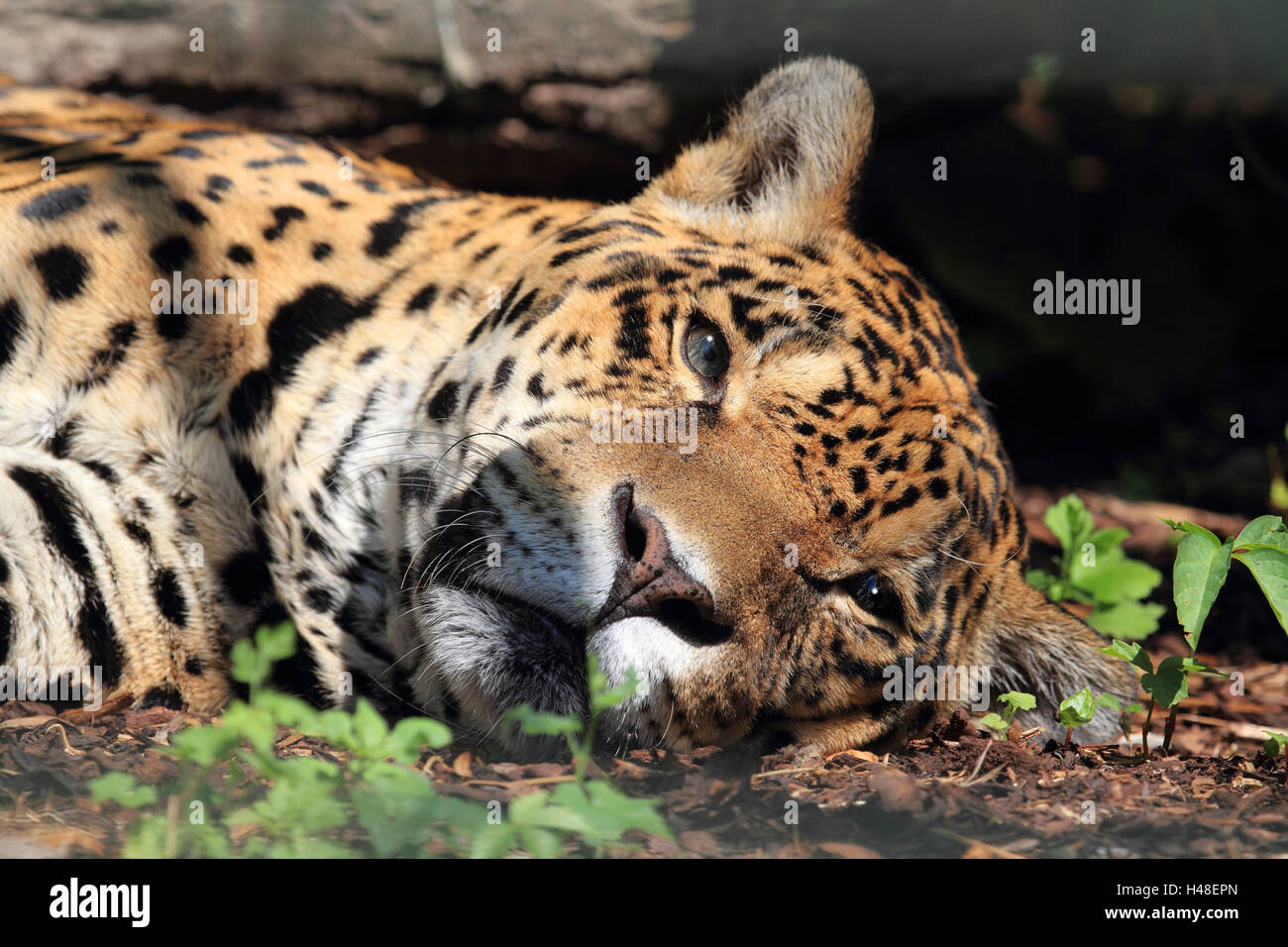 Jaguar, Porträt, Querformat, Raubkatze, Säugetier, wildes Tier, Tier, Lüge, Rest, Stockfoto