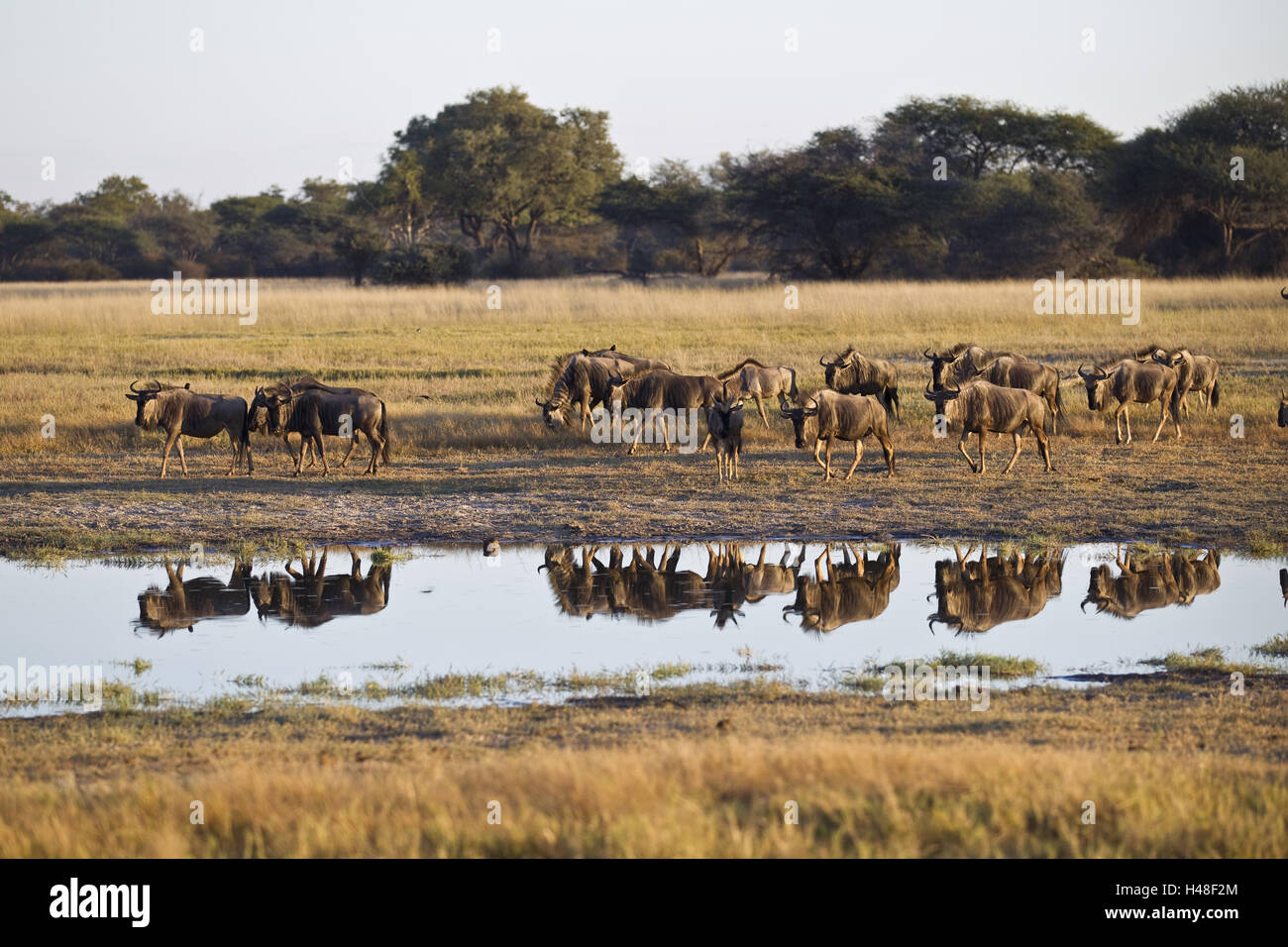 Afrika, Simbabwe, Nordregion Matabeleland, Hwange Nationalpark, Gnu, Stockfoto