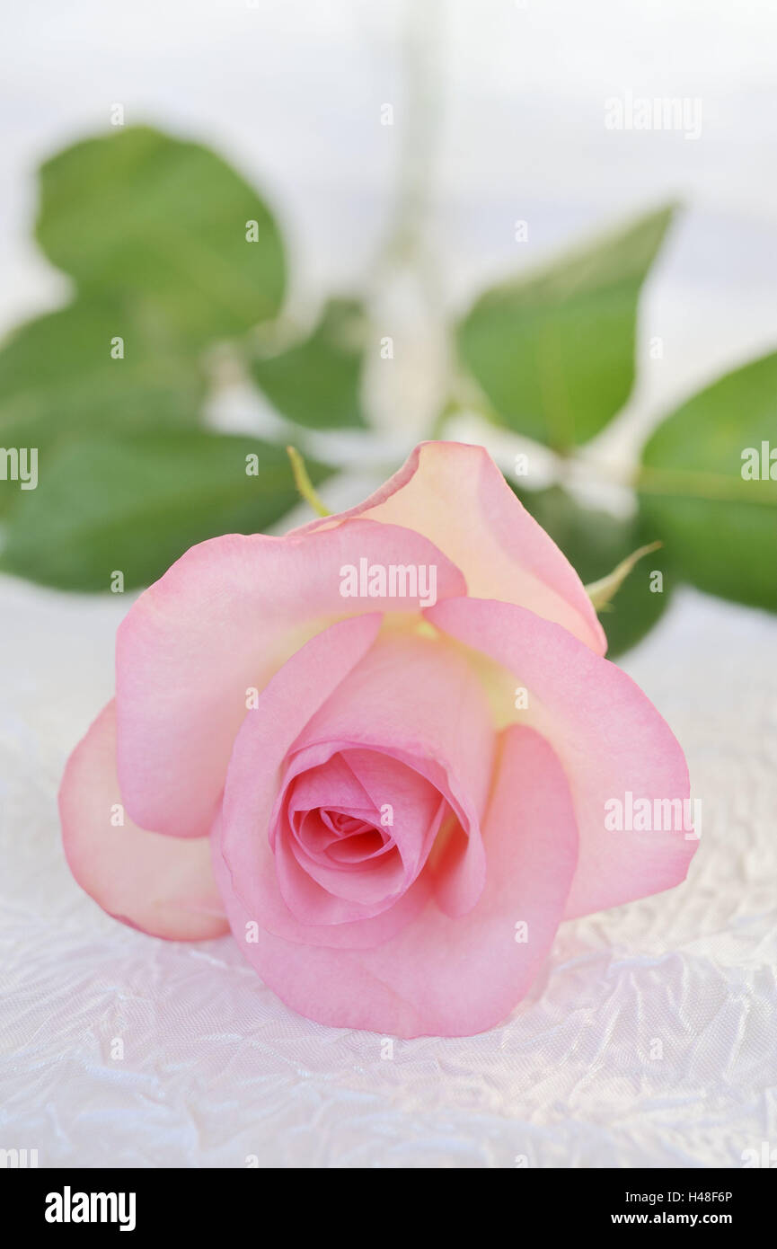Rose, Blüten, rosa, edle Rose, rosa Blüte, Blüte, zartrosa, Ästhetik, Charme, Aroma, charmant, Rosen Geruch, Geruch Rose, Geruch, edel, Entwicklung, zerbrechlich, Grazil, Icon, Liebe, Zeichen der Liebe, Blütenblätter, Rosenblätter, samtig, abgeschlossen ist, vollständig, duftig, herrlich, Stockfoto
