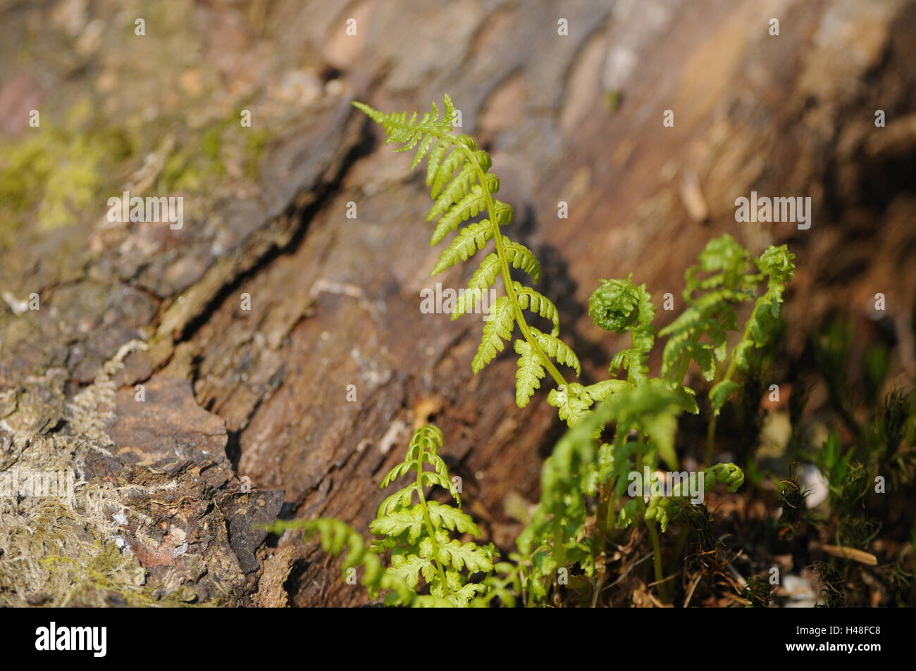 Junge Farn, Wurm Farn Dryopteris Filix-Mas, Stockfoto