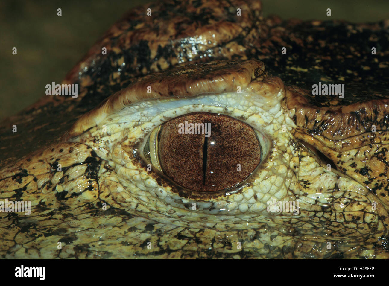 Brauen-glatte Stirn Cayman, Auge, Detail, Querformat, Reptilien, Tier, wildes Tier, Augenbraue Cayman, Krokodil, Cayman, Südamerika, Alligator, mittlere Nahaufnahme Stockfoto