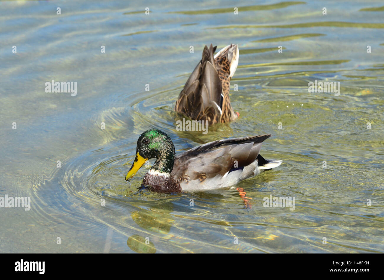 Bergsee, Stockenten, paar, Weiblich, skin-dive, Stockfoto