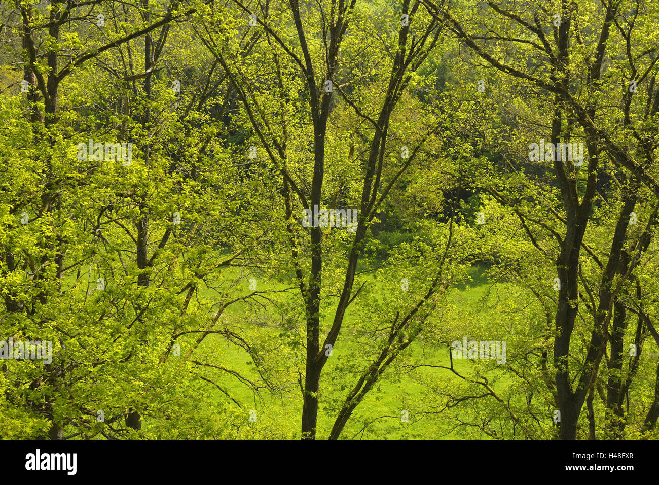 Holz, Eichen, Quercus, Frühling, Stockfoto