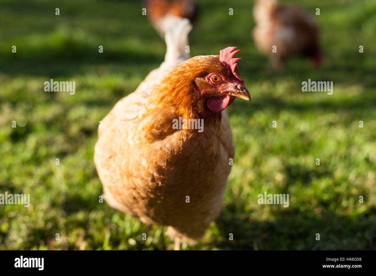 Freilaufenden Hühnern, Lincolnshire, England Stockfoto
