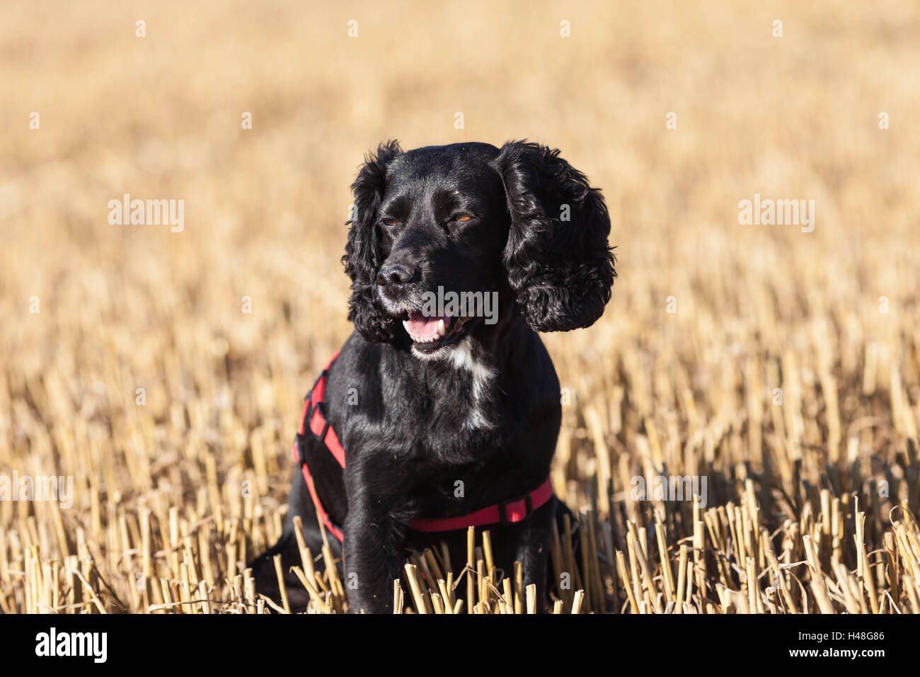 Schwarze Cocker-Spaniel Stockfoto