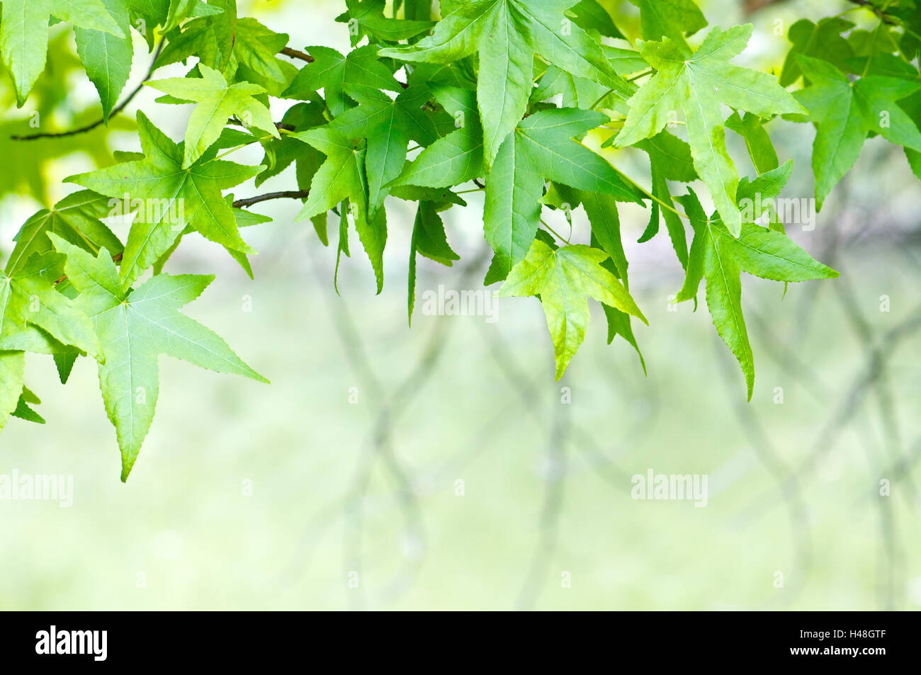 Blätter des amerikanischen Ambra Baum, Stockfoto