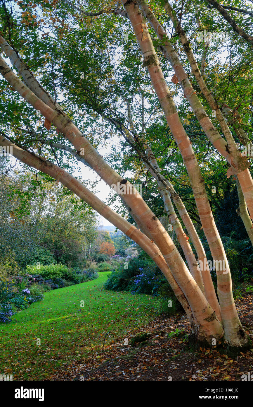 Mehrstämmiger Betula Ermanii 'Grayswood Hill' dominiert einen Herbst-Blick auf den langen Weg im Gartenhaus Stockfoto