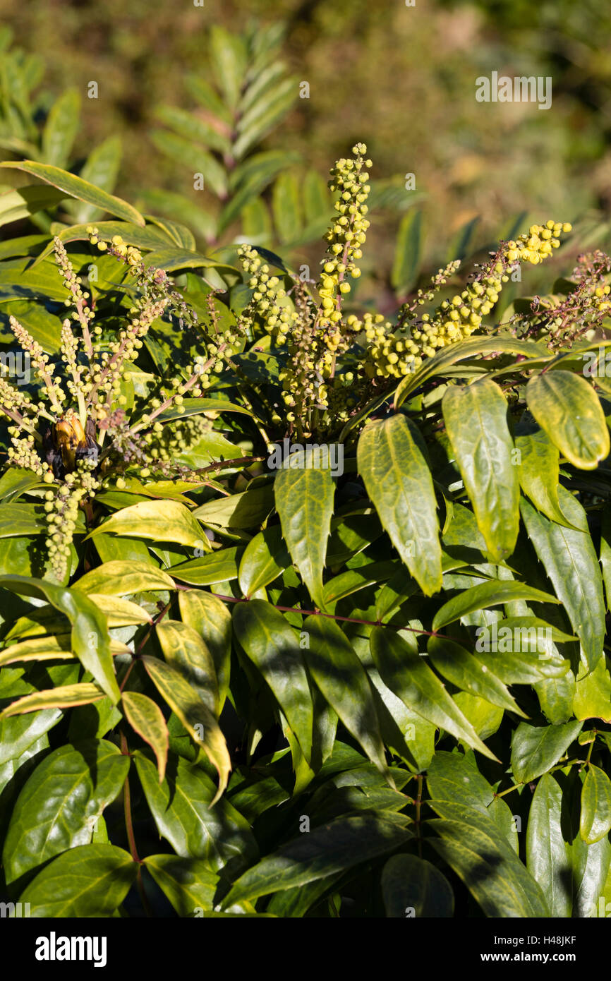 Schmalen Blättern und gelben frühen Herbst Blume Spitzen von immergrüner Strauch, Mahonia confusa Stockfoto