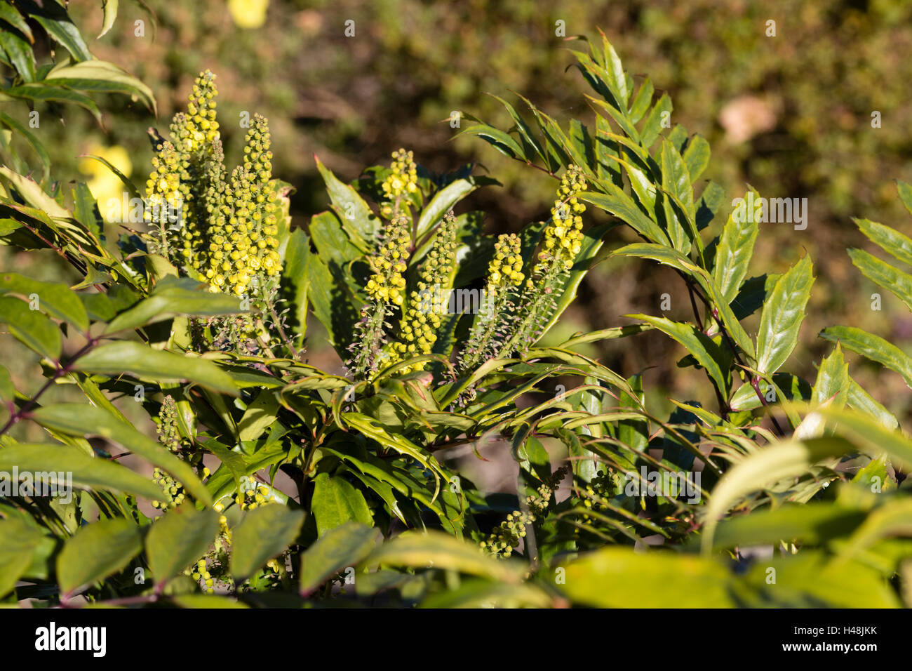 Schmalen Blättern und gelben frühen Herbst Blume Spitzen von immergrüner Strauch, Mahonia confusa Stockfoto