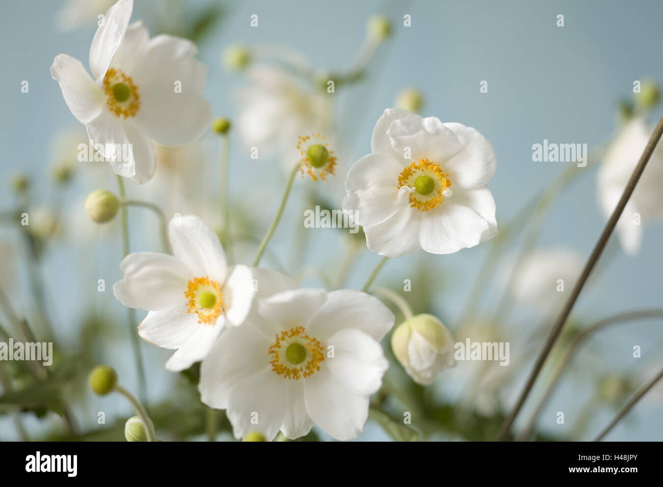 Herbst-Anemonen vor hellblauem Hintergrund, mittlere close-up, Stockfoto