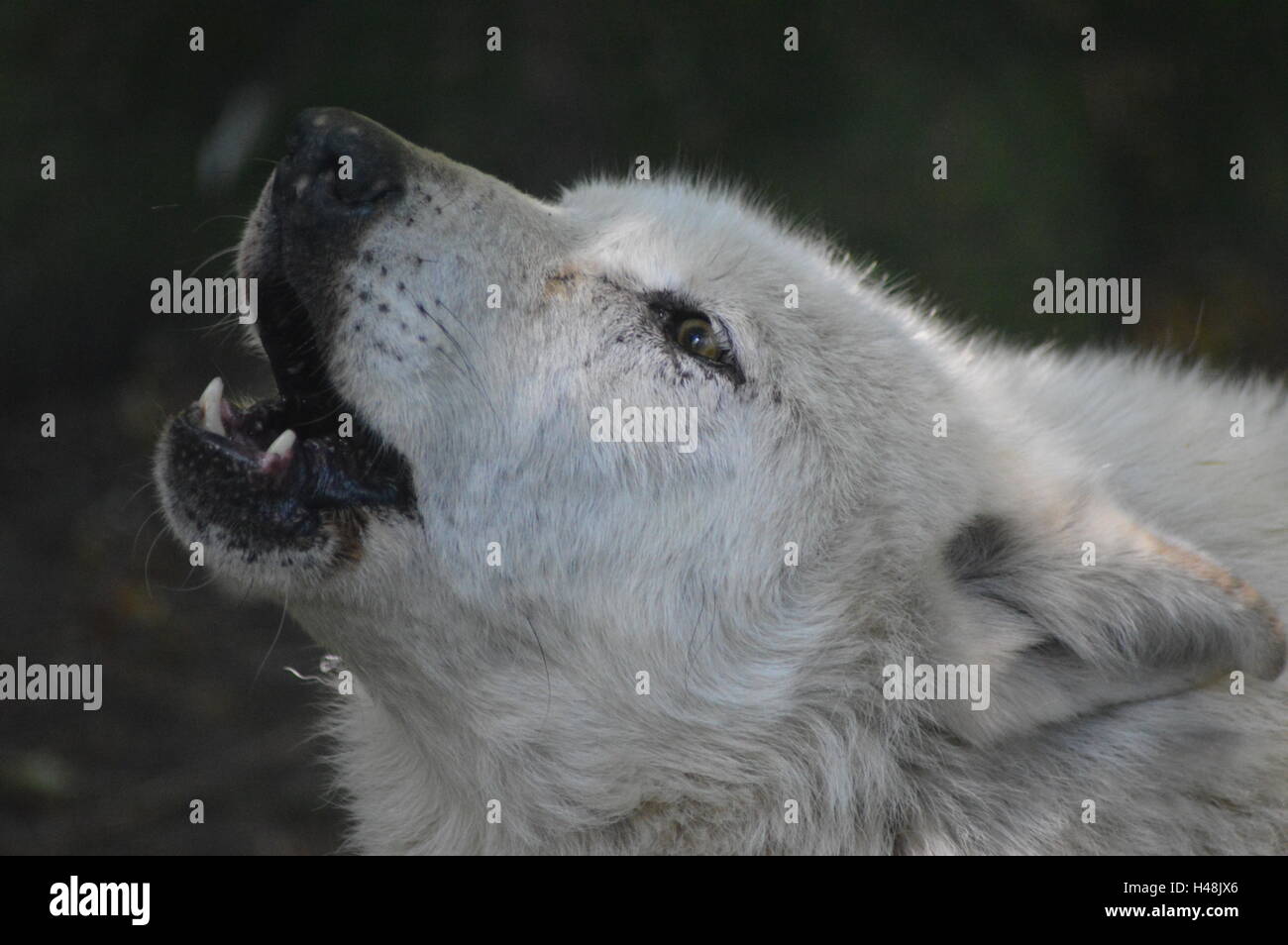 Heulender Wolf Stockfoto