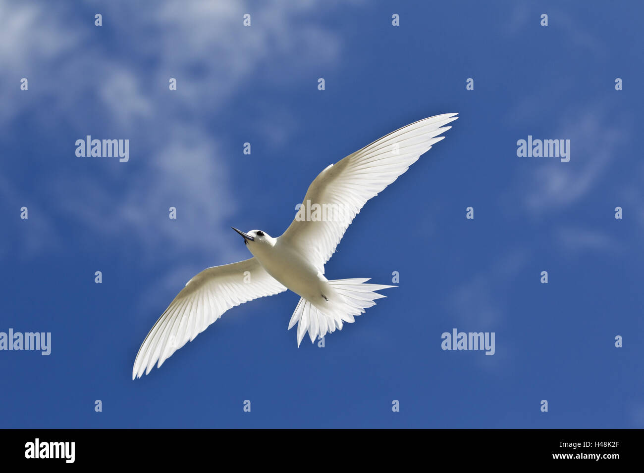 Fairy Tern, Flug, Vogel, weiß, fliegen, Himmel, blau, Seeschwalben, Flug, Himmel, blau, Sternidae, Flügel, Ausbreitung, Stockfoto