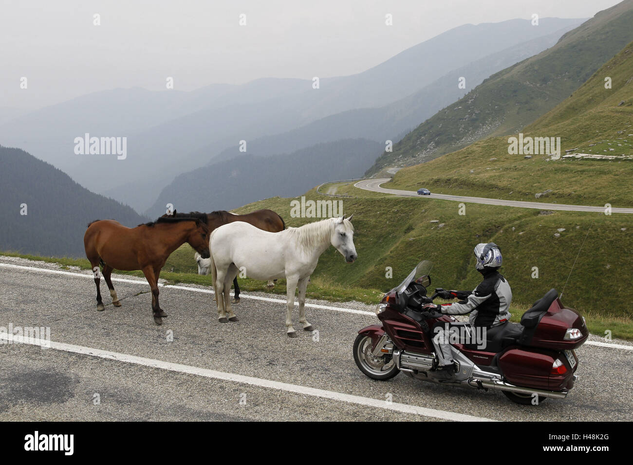 Motorradfahrer, Alp Ambiente, Landstraße, Reisen, Motorrad, Pferde auf Asphalt, Stockfoto