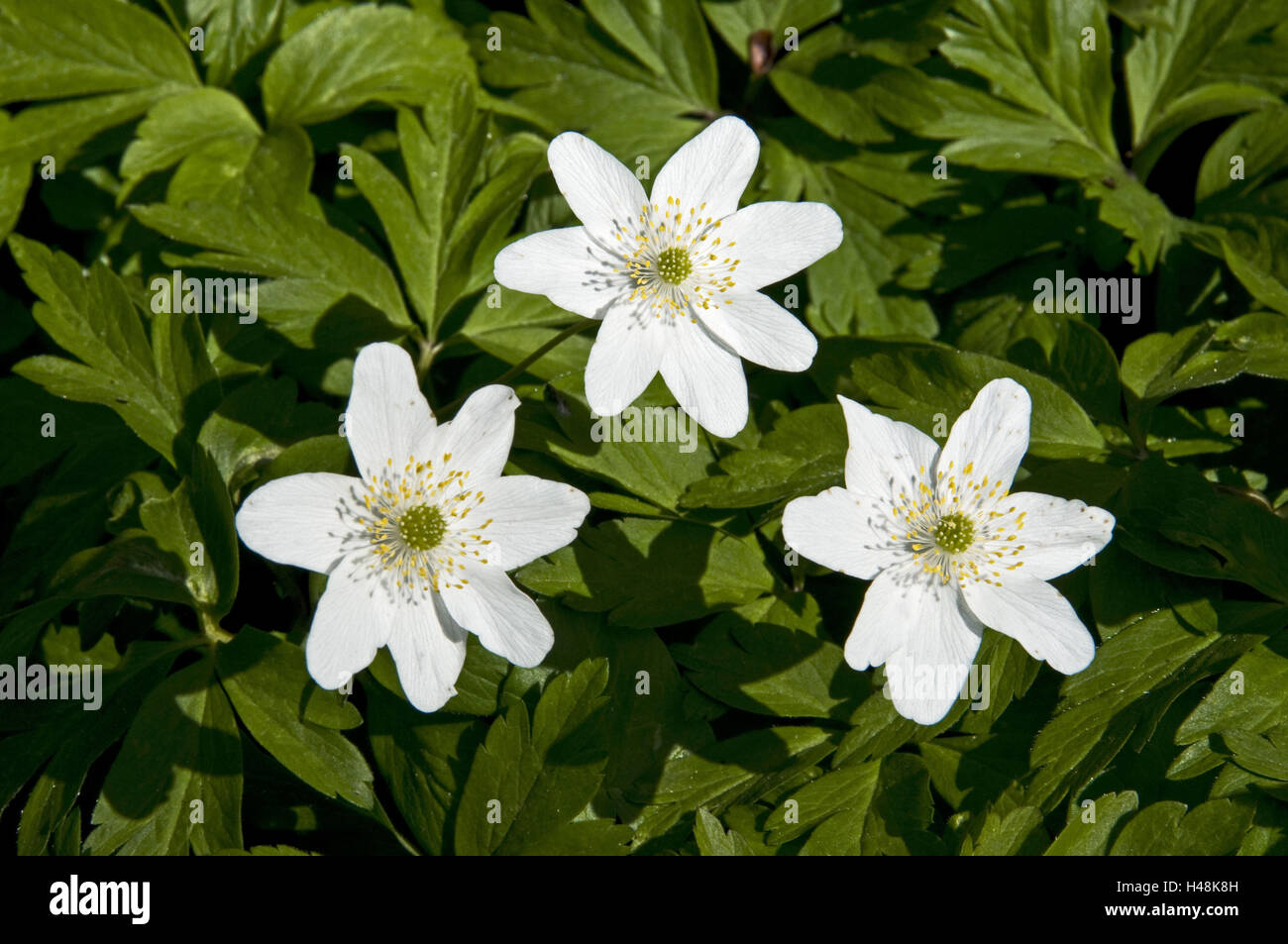 Holz-Anemonen, Blüte, mittlere Nahaufnahme, Frühlingsblume, Anemone, Saison, Frühjahr, Frühling, Blume, einzelne Blüten, weiß, Blüten, Stockfoto