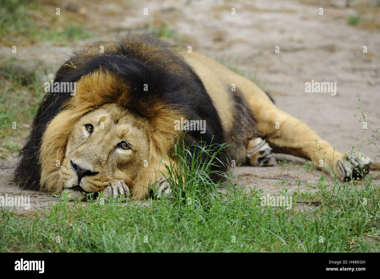 Asiatischen Löwen, Panthera Leo Persica, Männlich, Blick in die Kamera, Stockfoto
